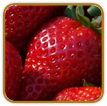 Organic Strawberry Seed | Seeds of Life