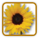 How to Grow Sunflower | Guide to Growing Sunflower