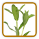 How to Grow Tarragon | Guide to Growing Tarragon