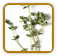 Heirloom Thyme Seed | Seeds of Life