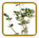 Organic Thyme Seed | Seeds of Life