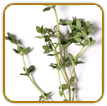 Heirloom Thyme Seed | Seeds of Life