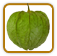 How to Grow Tomatillo | Guide to Growing Tomatillos How to Grow Tomatillo | Guide to Growing Tomatillos