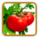 Organic Tomato Seed | Seeds of Life