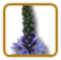 How to Grow Vervain | Guide to Growing Vervain