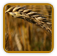 Guide to Growing Wheat