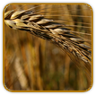 Organic Wheat Seed | Seeds of Life Organic Wheat Seed | Seeds of Life