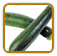 Organic Zucchini Seed | Seeds of Life