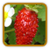 How to Grow Alexandria Strawberry | Guide to Growing Alexandria Strawberry
