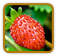How to Grow Alpine Strawberry | Guide to Growing Alpine Strawberry
